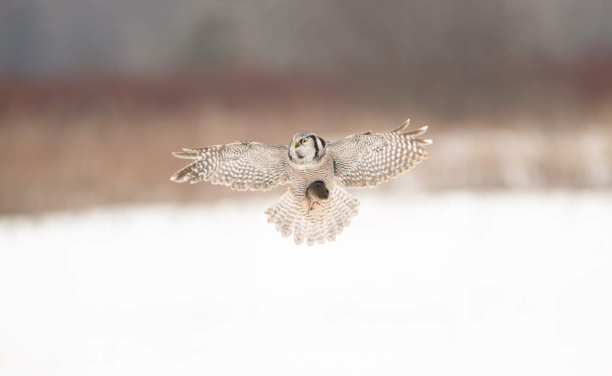 Northern Hawk Owl - ML614562531