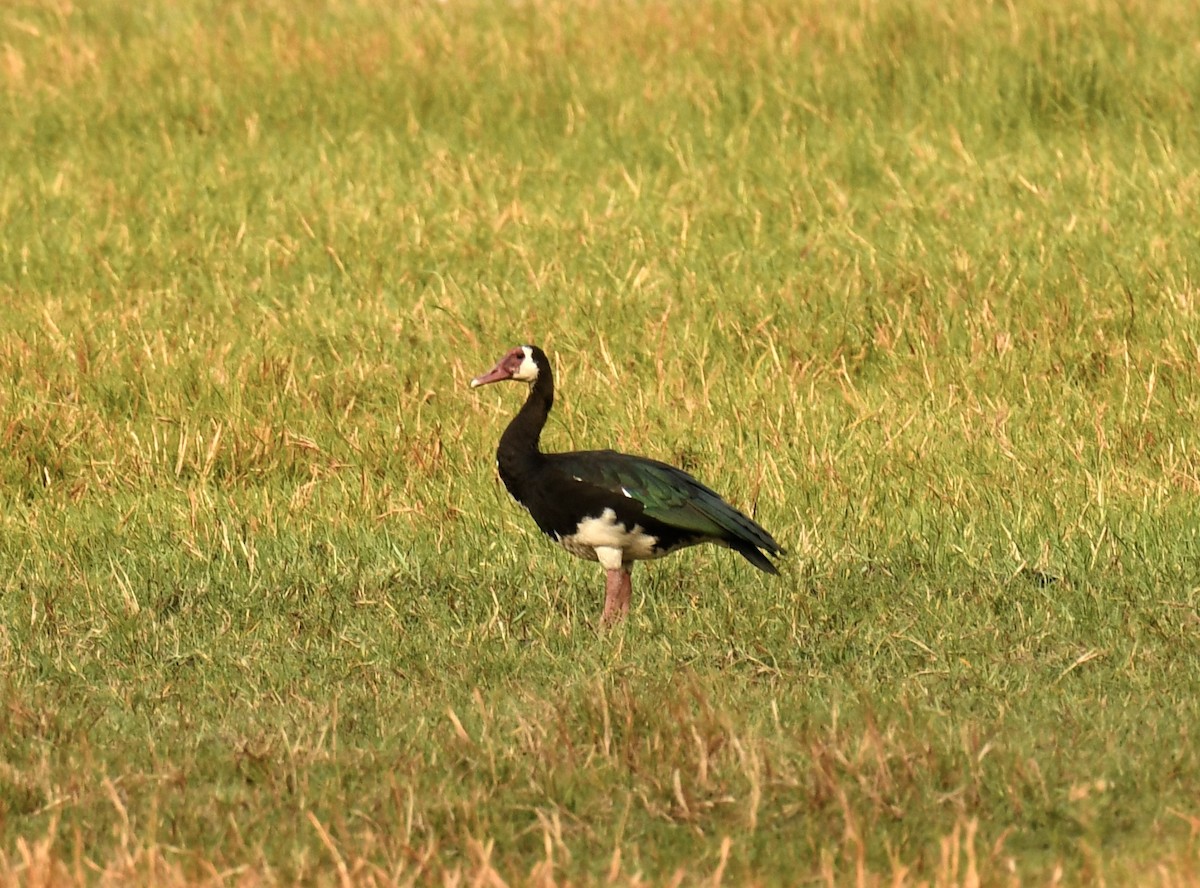 Spur-winged Goose - ML614562533