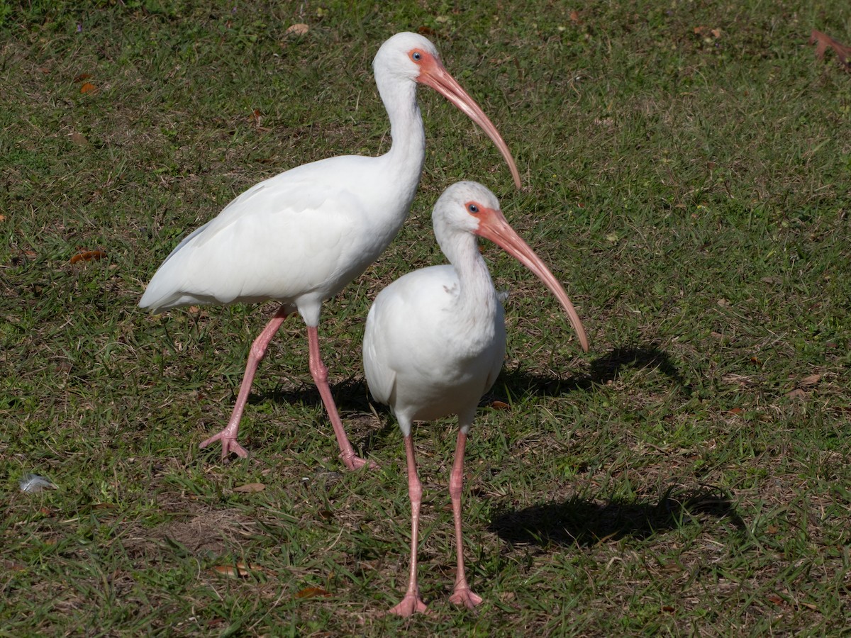 ibis bílý - ML614562560