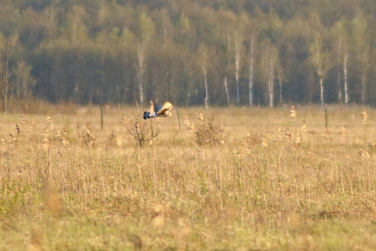 Hen Harrier - ML614562592