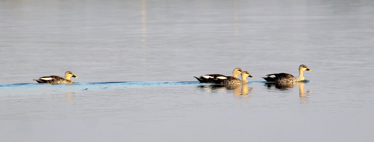 Canard à bec tacheté - ML614562604
