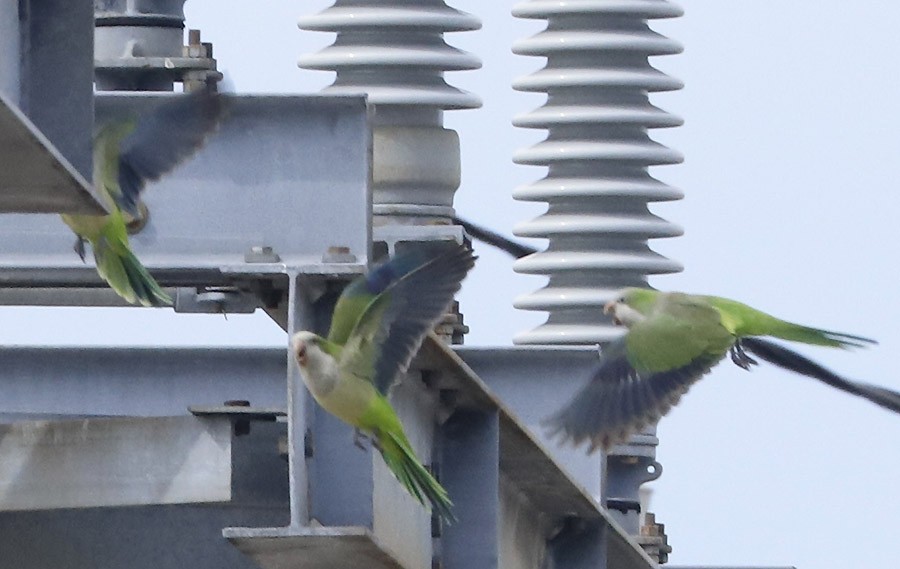 Monk Parakeet - ML614562628