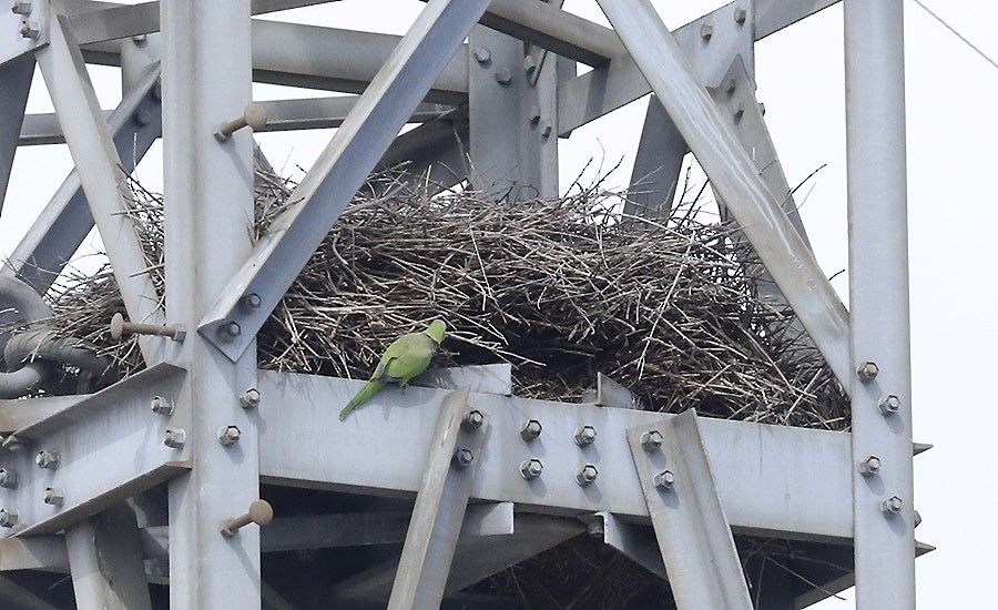 Monk Parakeet - ML614562629