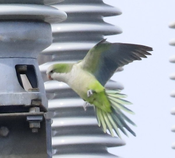 Monk Parakeet - ML614562630