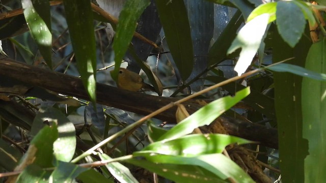 Rufous-fronted Babbler (Rufous-fronted) - ML614562694