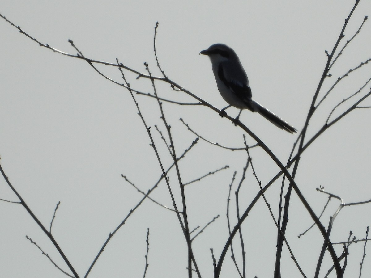 Great Gray Shrike - Berend Voslamber