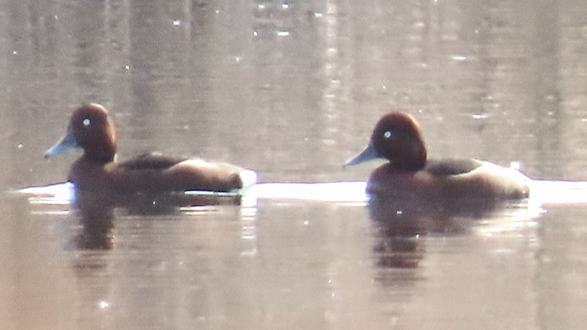 Ferruginous Duck - Ned Mueller