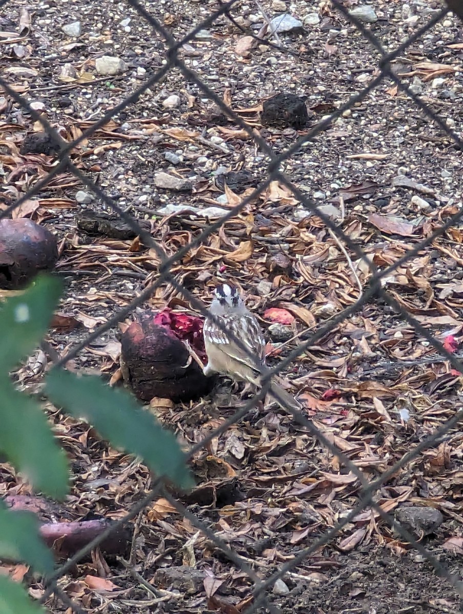 White-crowned Sparrow - ML614562845