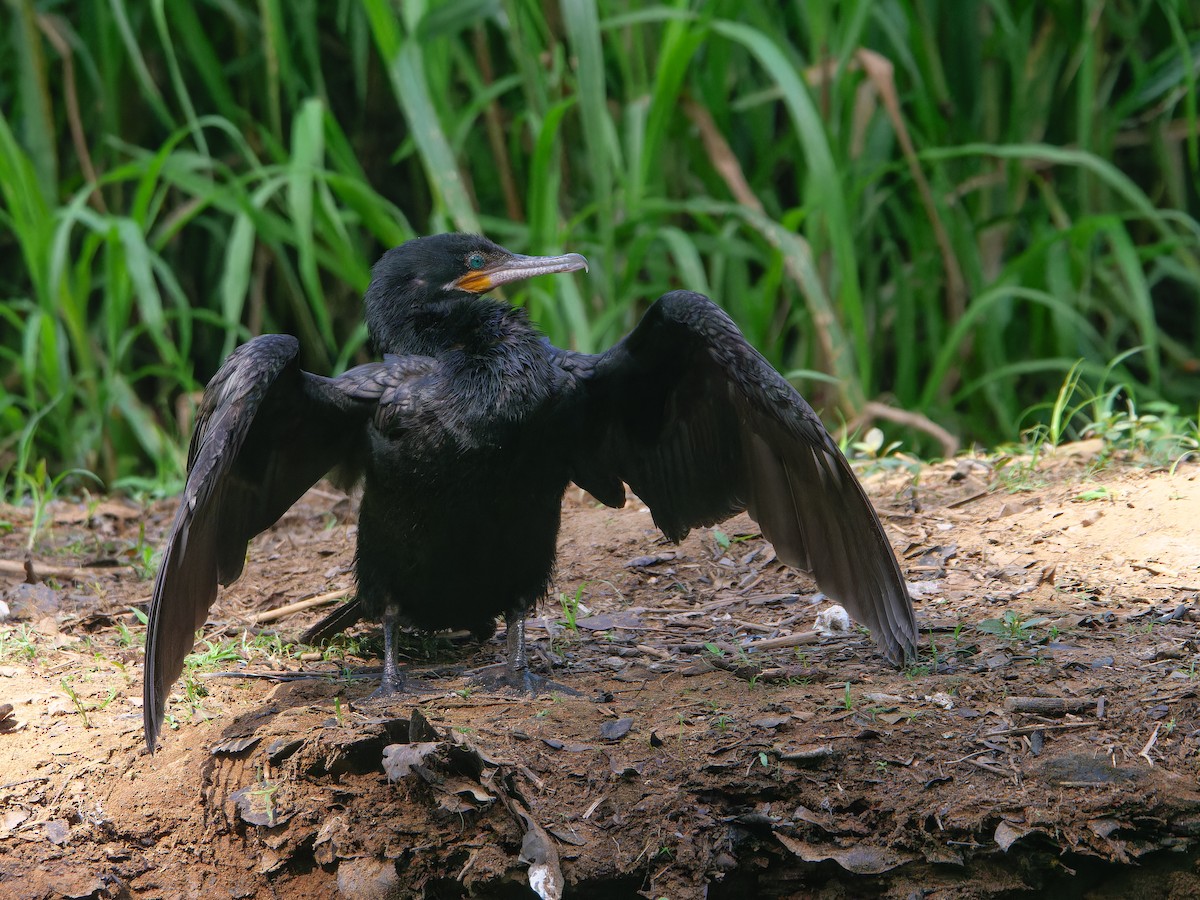 Neotropic Cormorant - ML614562888