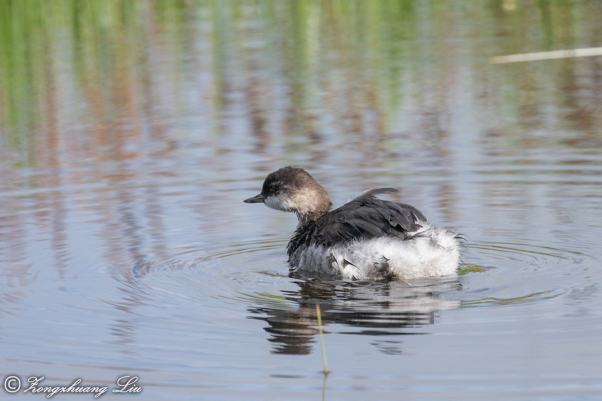 Eared Grebe - ML614562899