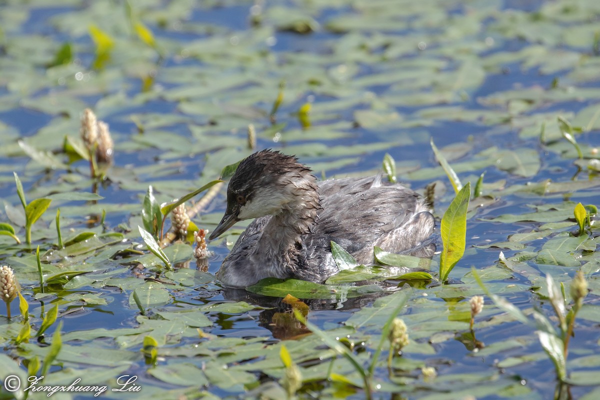 Eared Grebe - ML614562914