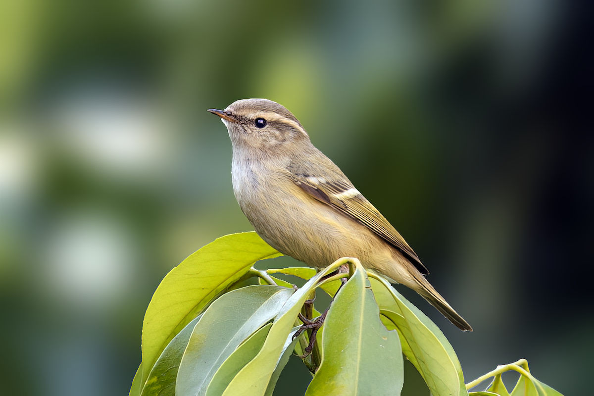 Hume's Warbler - ML614562920