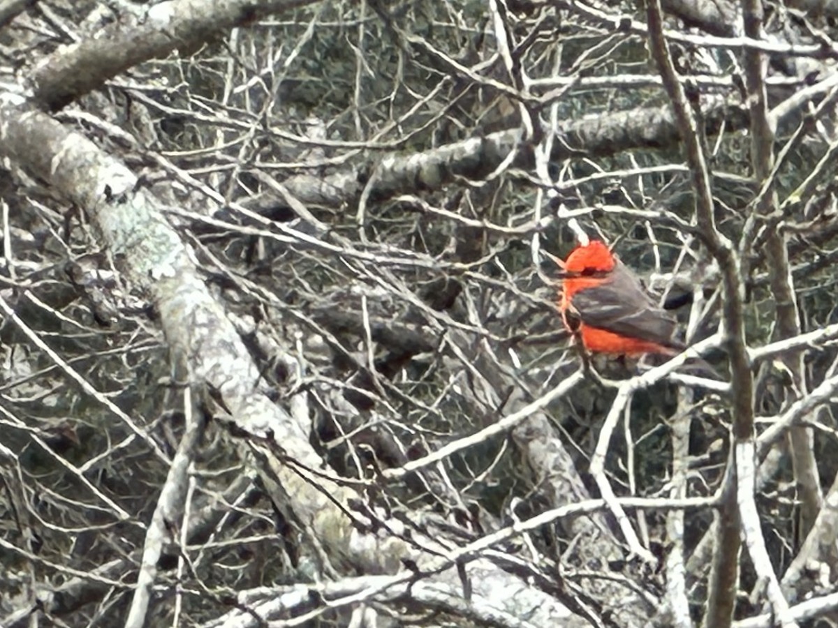 Vermilion Flycatcher - ML614562940