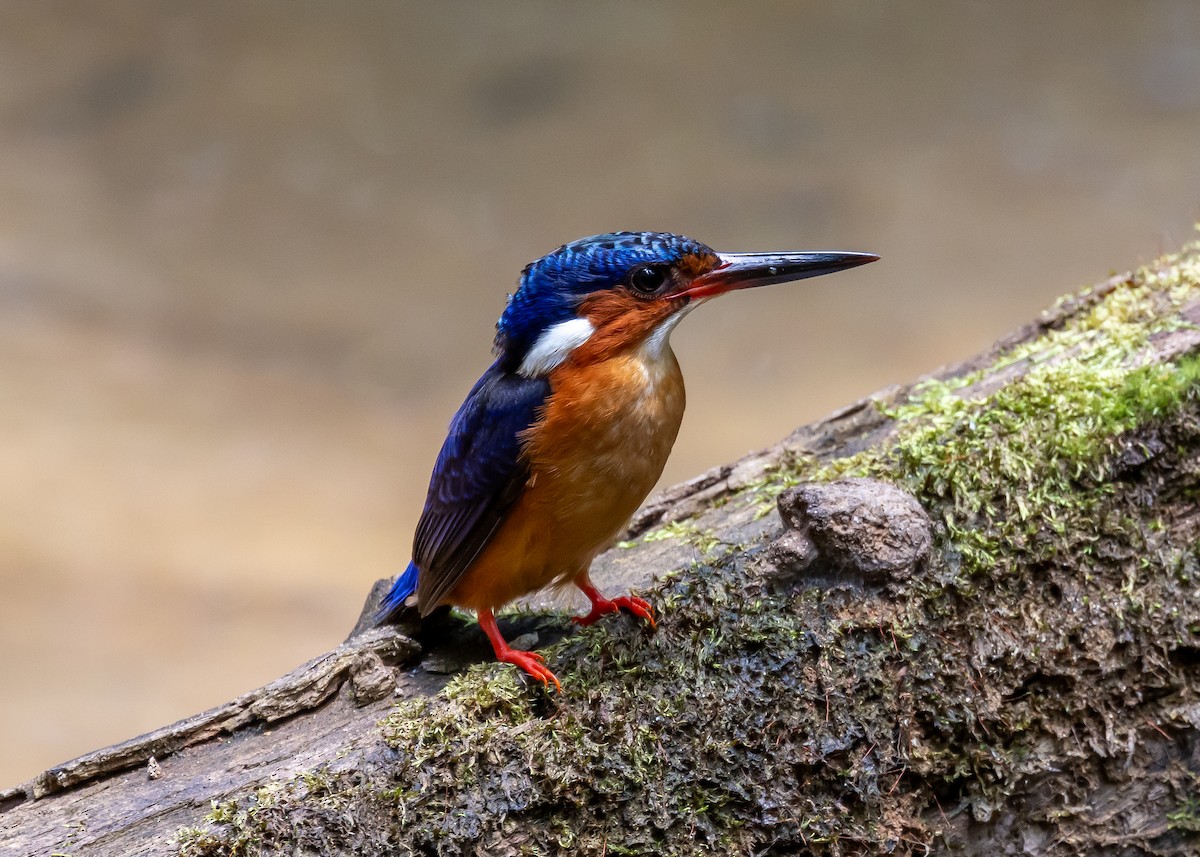 Malagasy Kingfisher - ML614562943