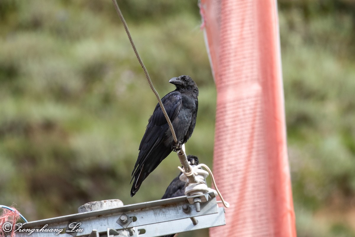 Large-billed Crow - ML614563079