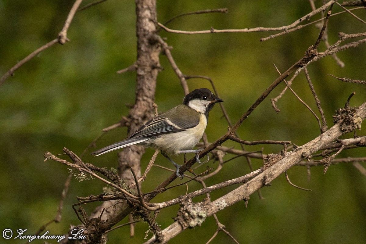 Japanese Tit - ML614563105