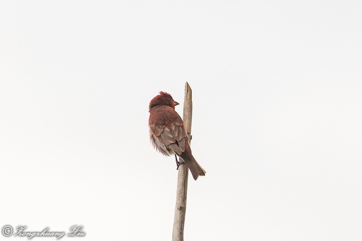 Common Rosefinch - ML614563130