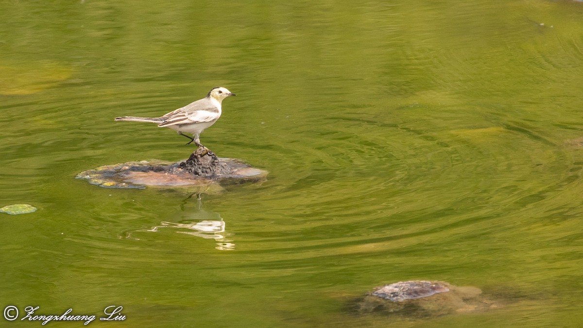 White Wagtail - ML614563161