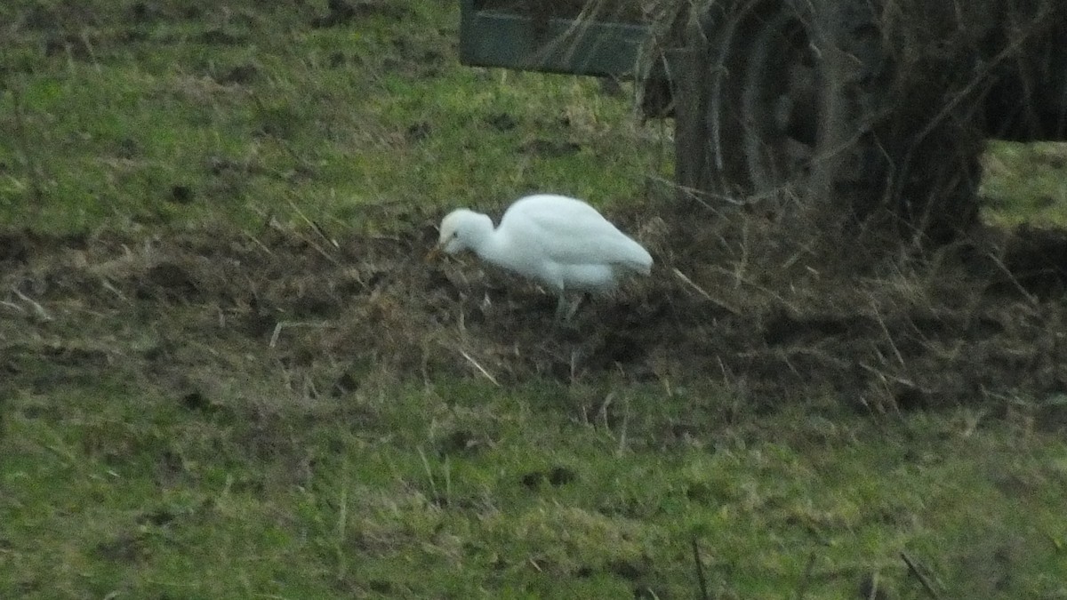 Western Cattle Egret - Bob Hunter