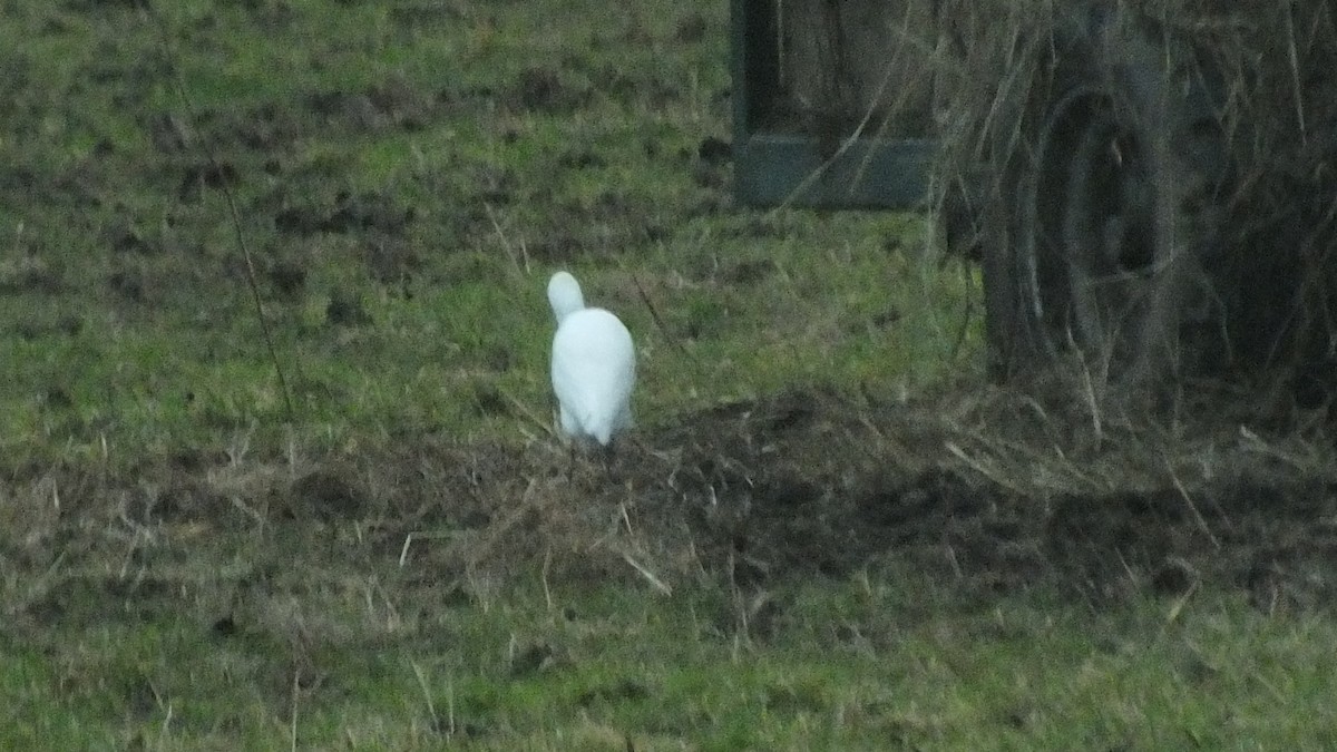 Western Cattle Egret - Bob Hunter