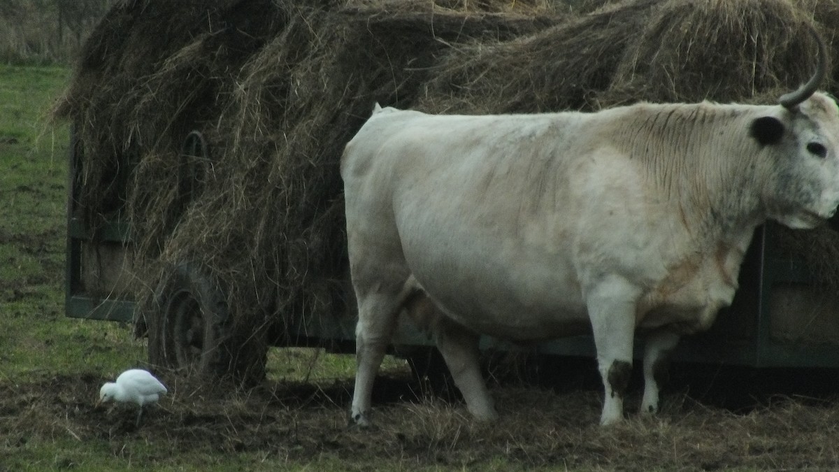 Western Cattle Egret - ML614563178