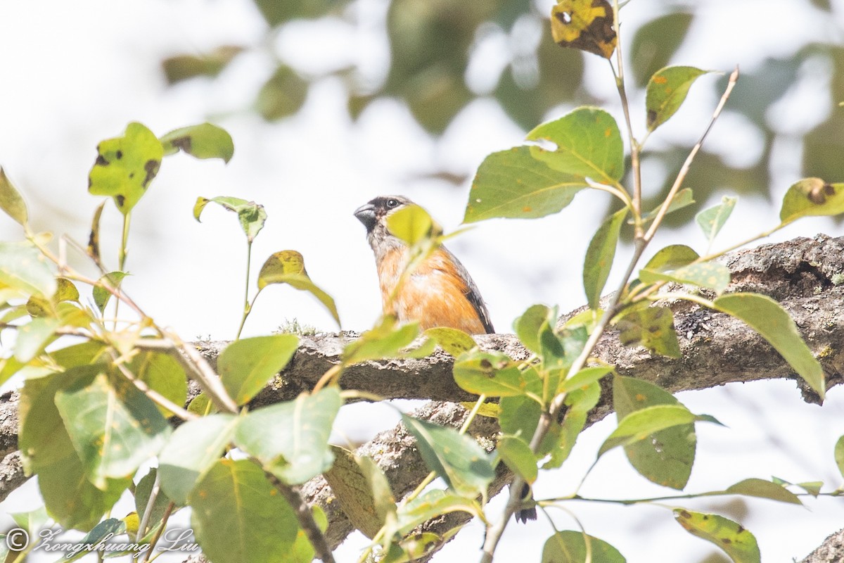 Gray-headed Bullfinch - ML614563190