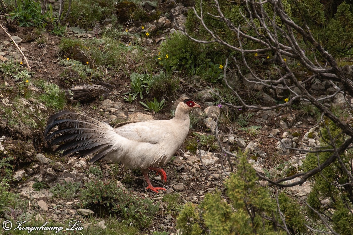 White Eared-Pheasant - ML614563299