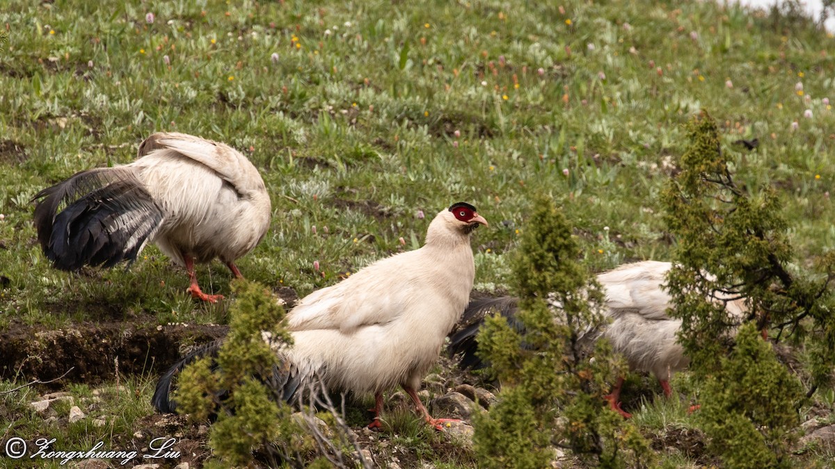 White Eared-Pheasant - ML614563302