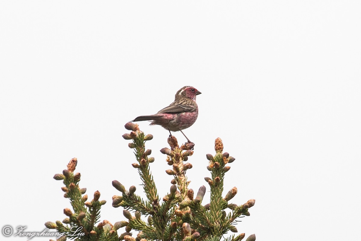 Chinese White-browed Rosefinch - Zongzhuang Liu