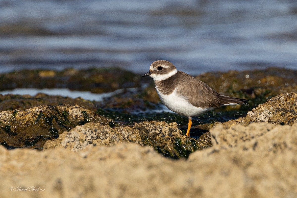 Common Ringed Plover - ML614563307