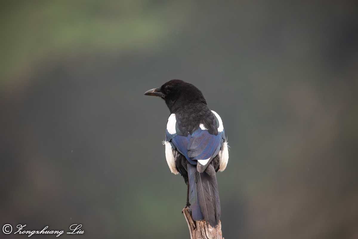 Black-rumped Magpie - ML614563309