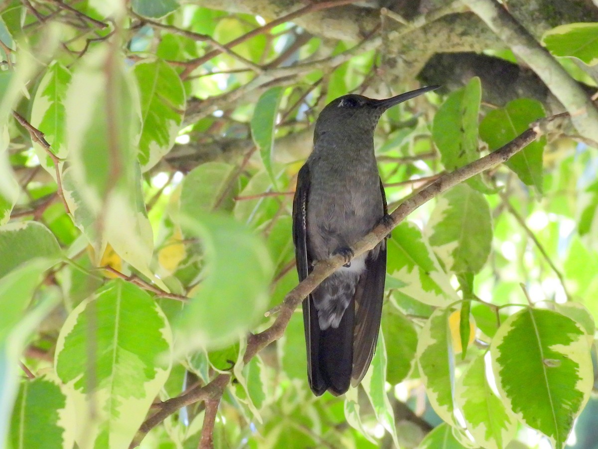 Külrengi Kolibri - ML614563317