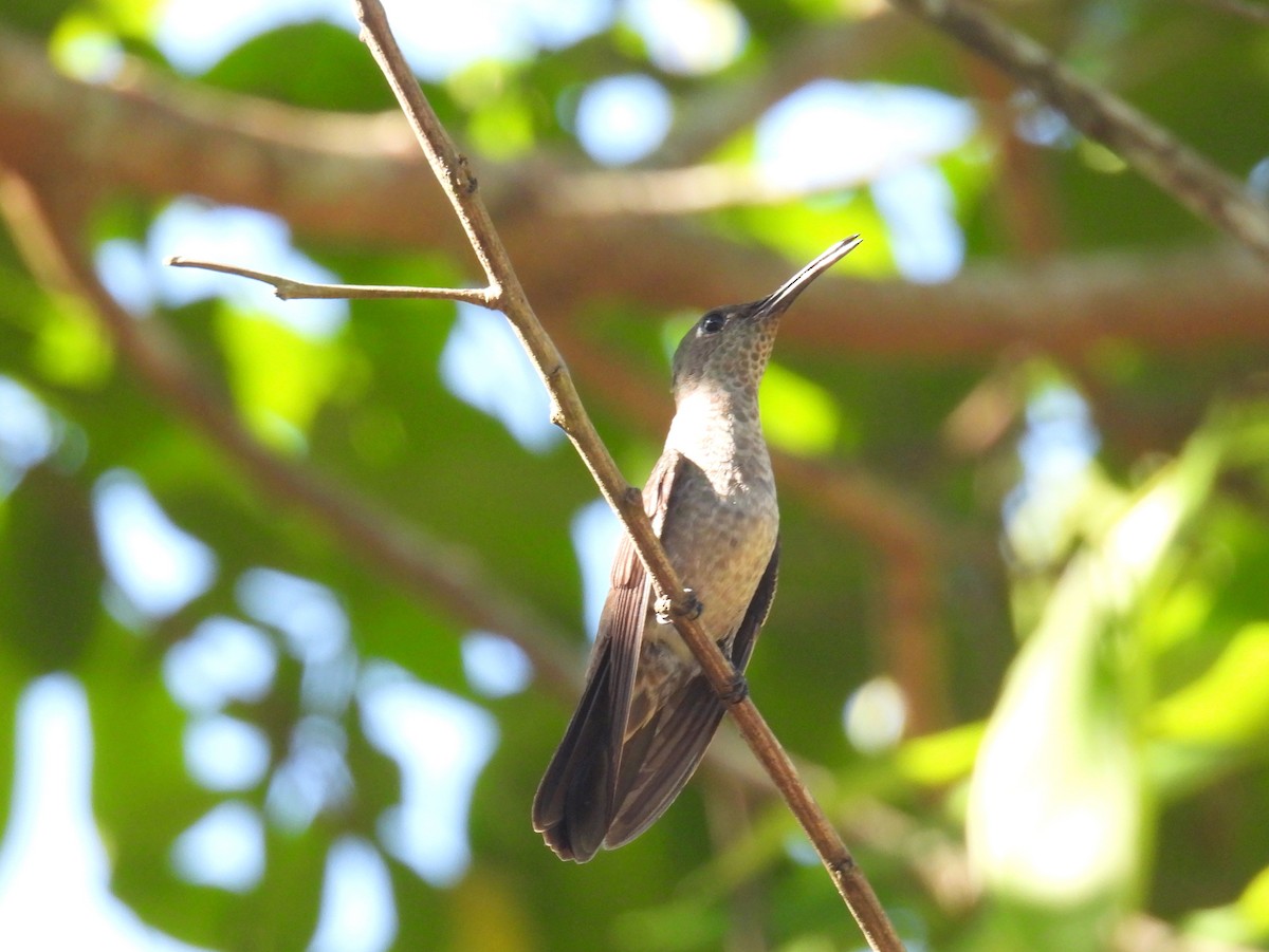 Sombre Hummingbird - bob butler