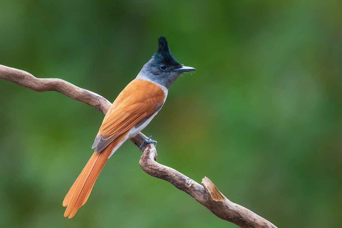 Indian Paradise-Flycatcher - ML614563325