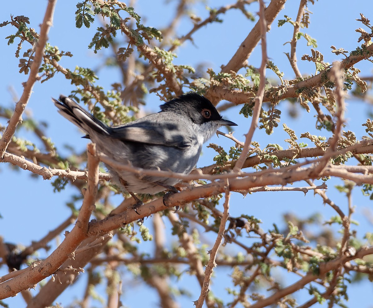 Sardinian Warbler - Abdulrahman Al-Sirhan