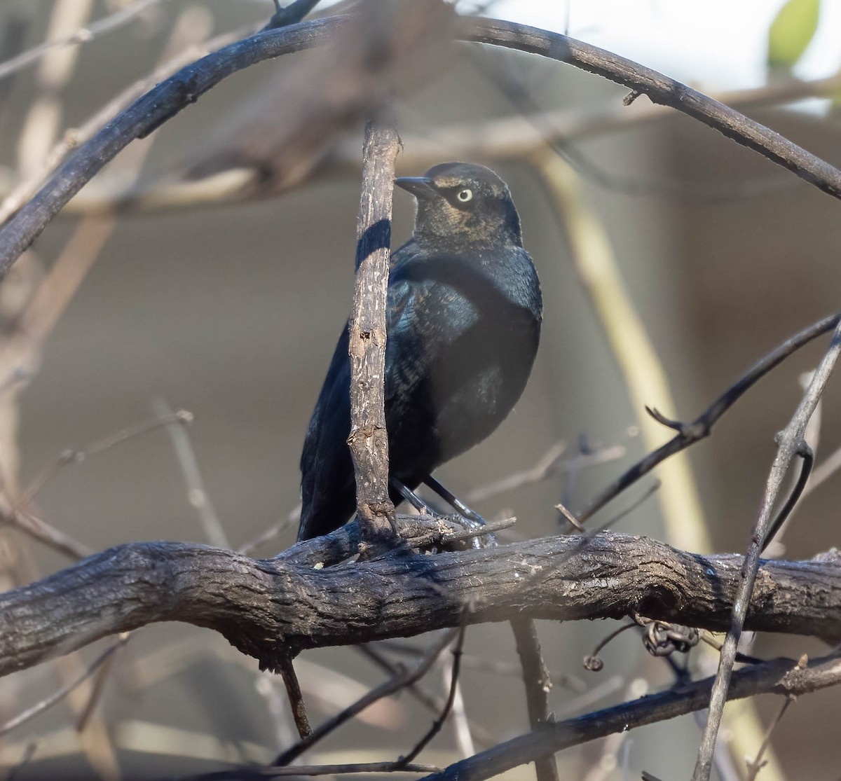 Rusty Blackbird - ML614563348