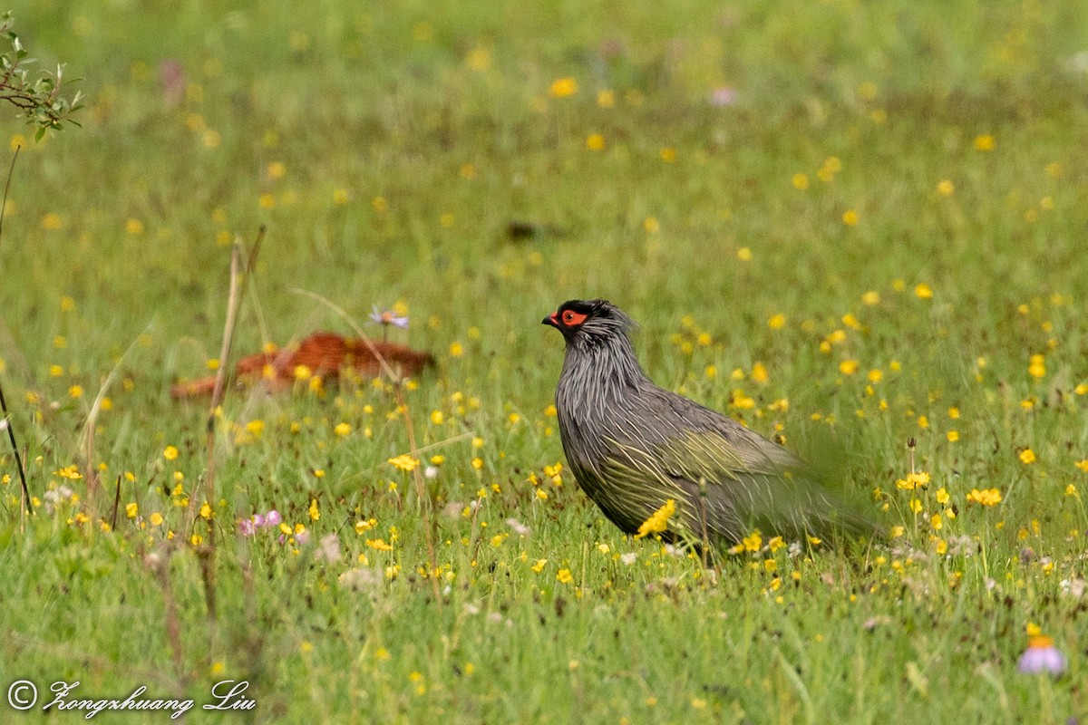 Blood Pheasant - ML614563366