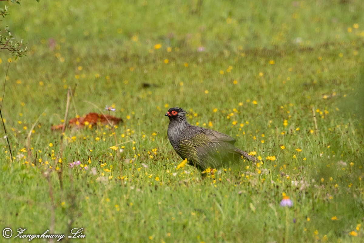 Blood Pheasant - ML614563367