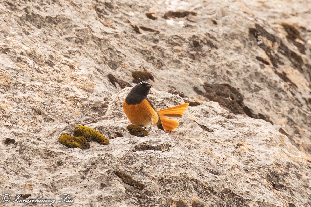 Hodgson's Redstart - ML614563389