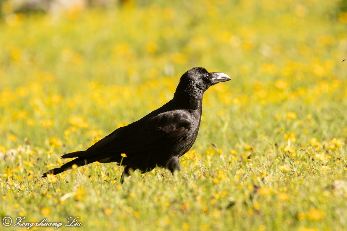 Large-billed Crow - ML614563436