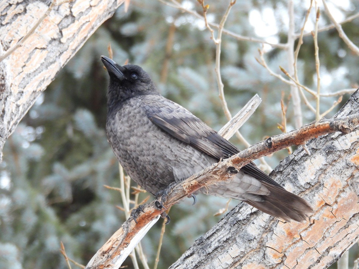 American Crow - ML614563454