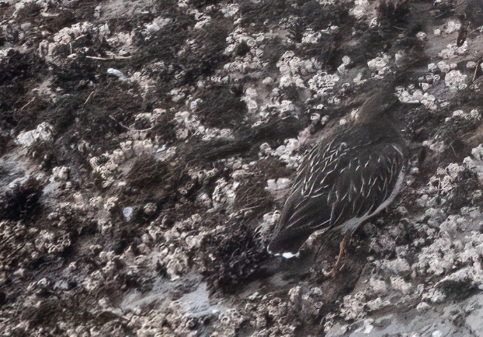 Black Turnstone - ML614563456