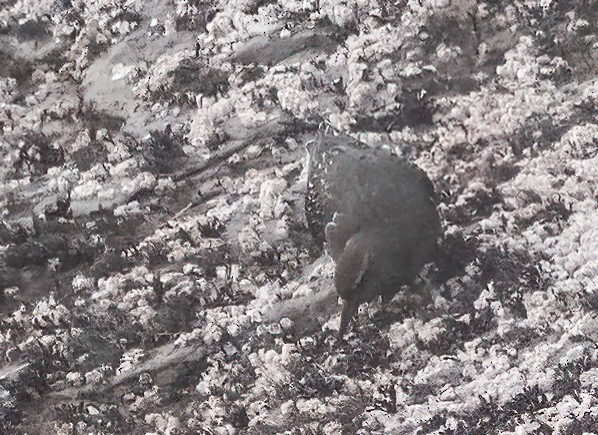 Rock Sandpiper - Phil Bartley