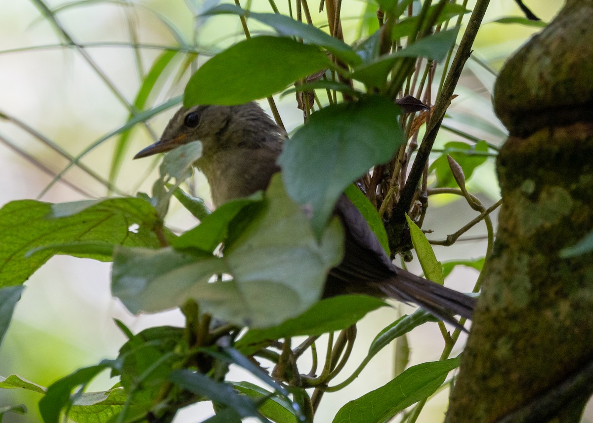 Rand's Warbler - ML614563477