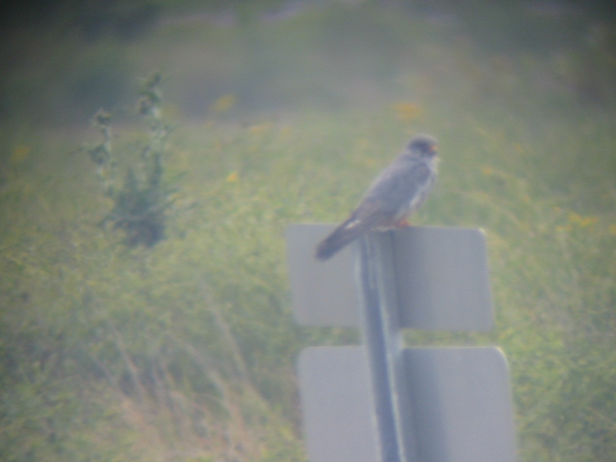 Red-footed Falcon - ML614563512