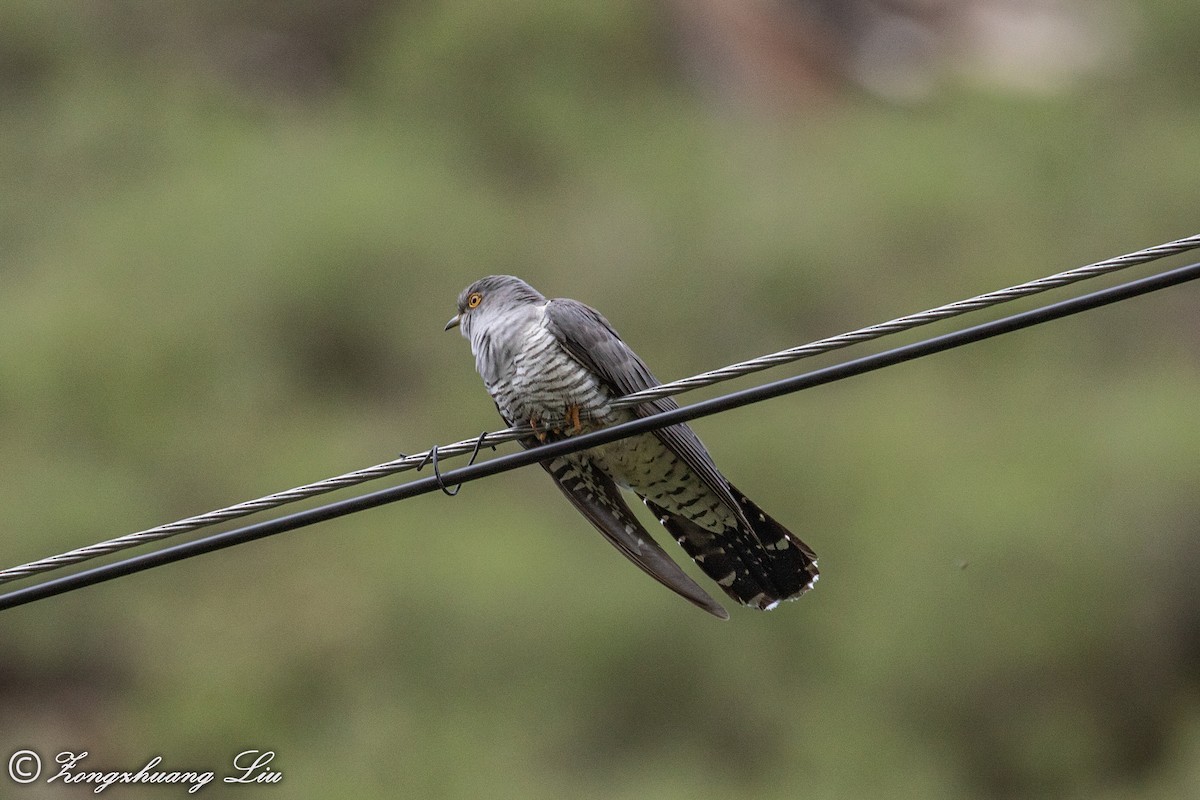 Common Cuckoo - Zongzhuang Liu