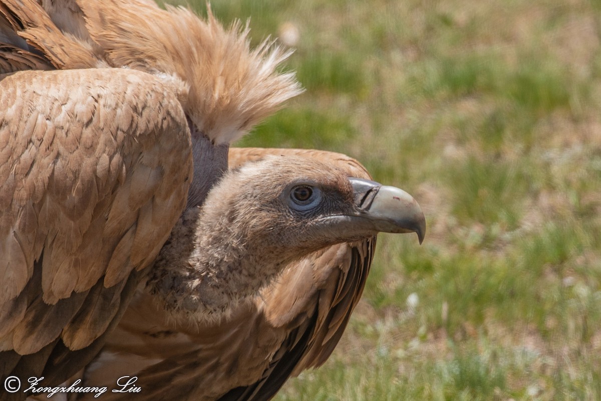 Himalayan Griffon - ML614563595