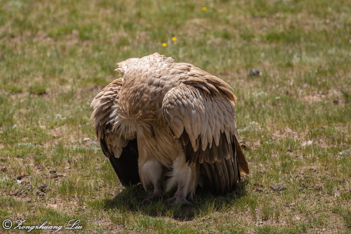 Himalayan Griffon - ML614563598