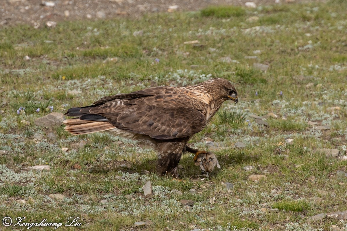 Upland Buzzard - ML614563626