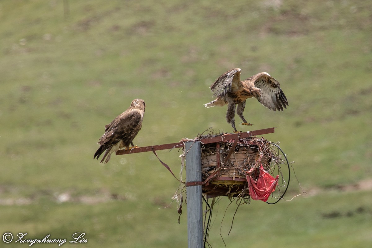 Upland Buzzard - ML614563628